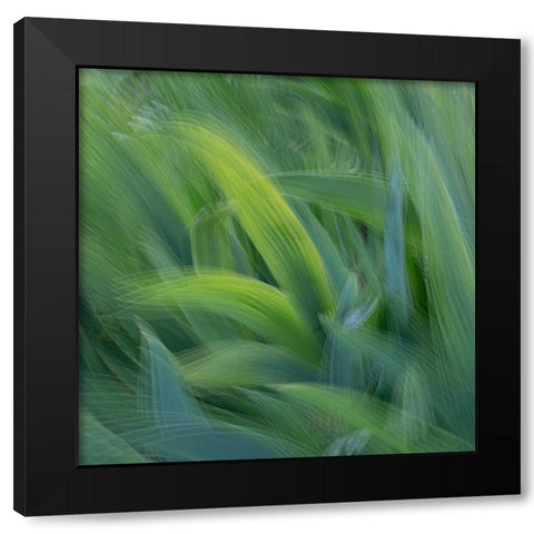 France-Giverny Abstract of green leaves  Black Modern Wood Framed Art Print with Double Matting by Jaynes Gallery