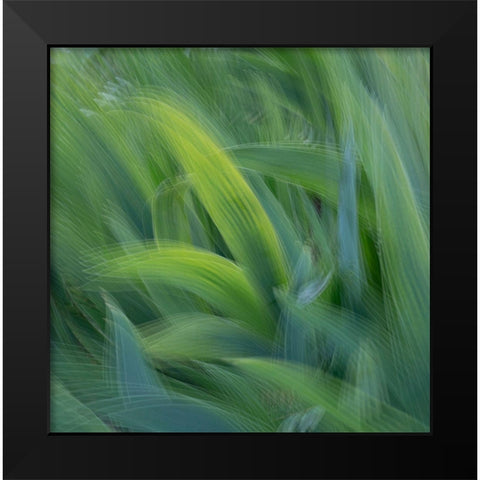France-Giverny Abstract of green leaves  Black Modern Wood Framed Art Print by Jaynes Gallery