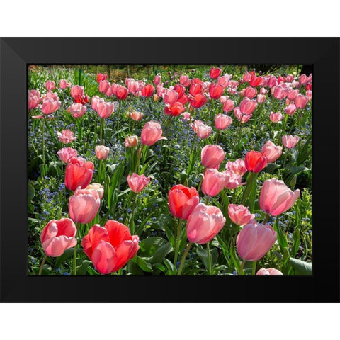 France-Giverny Pink and red backlit tulips in Monets Garden  Black Modern Wood Framed Art Print by Jaynes Gallery