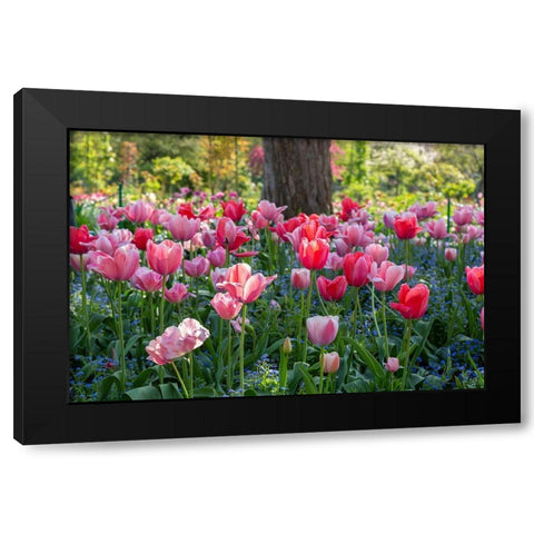 France-Giverny Side lit tulips in evening light  Black Modern Wood Framed Art Print by Jaynes Gallery