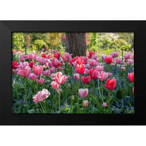 France-Giverny Side lit tulips in evening light  Black Modern Wood Framed Art Print by Jaynes Gallery