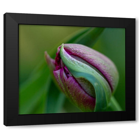 France-Giverny Close-up of purple tulip bud  Black Modern Wood Framed Art Print by Jaynes Gallery