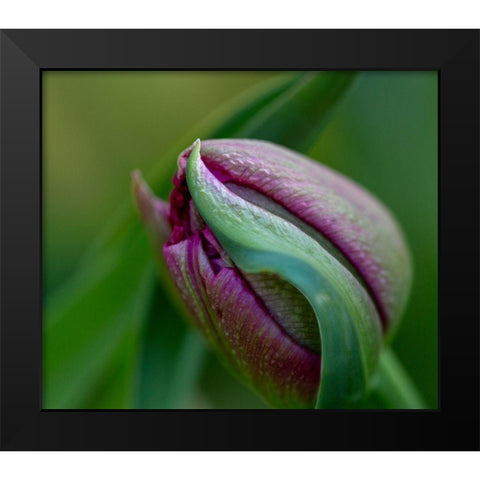 France-Giverny Close-up of purple tulip bud  Black Modern Wood Framed Art Print by Jaynes Gallery