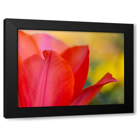 France-Giverny Close-up of red tulip petals  Black Modern Wood Framed Art Print by Jaynes Gallery