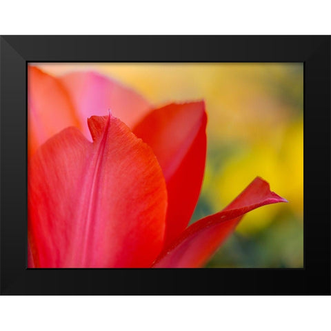 France-Giverny Close-up of red tulip petals  Black Modern Wood Framed Art Print by Jaynes Gallery