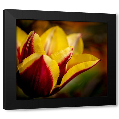 France-Giverny Close-up orange and yellow tulip petals  Black Modern Wood Framed Art Print with Double Matting by Jaynes Gallery