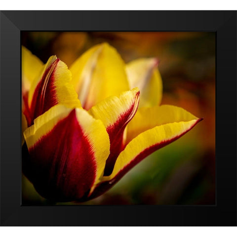 France-Giverny Close-up orange and yellow tulip petals  Black Modern Wood Framed Art Print by Jaynes Gallery