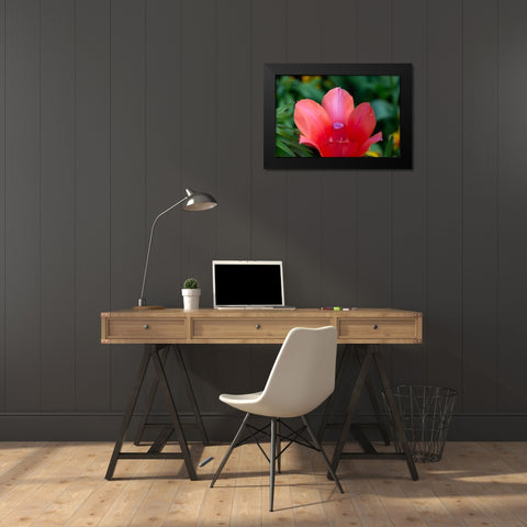 France-Giverny Close-up of tiny petal inside a red tulip  Black Modern Wood Framed Art Print by Jaynes Gallery