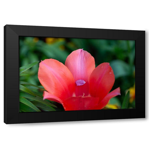 France-Giverny Close-up of tiny petal inside a red tulip  Black Modern Wood Framed Art Print with Double Matting by Jaynes Gallery