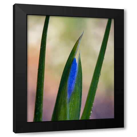 France-Giverny Close-up of emerging purple iris  Black Modern Wood Framed Art Print by Jaynes Gallery