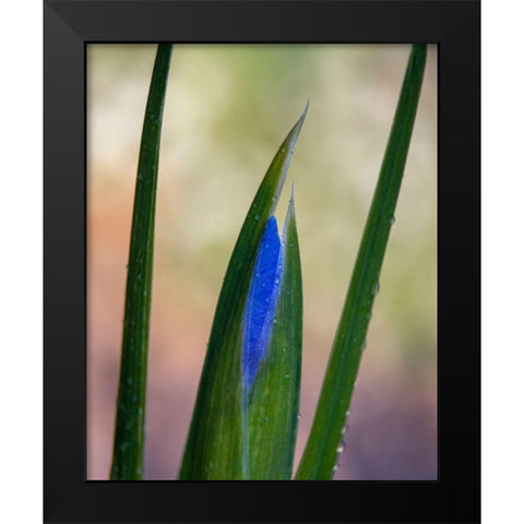 France-Giverny Close-up of emerging purple iris  Black Modern Wood Framed Art Print by Jaynes Gallery