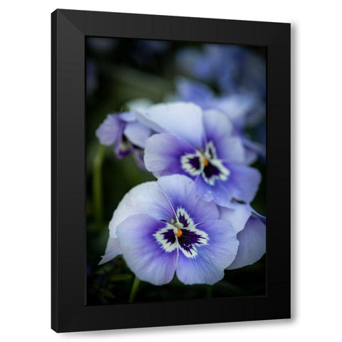 France-Giverny Close-up of purple pansies  Black Modern Wood Framed Art Print with Double Matting by Jaynes Gallery