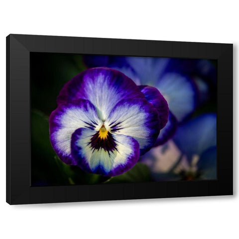 France-Giverny Close-up of purple pansies  Black Modern Wood Framed Art Print with Double Matting by Jaynes Gallery