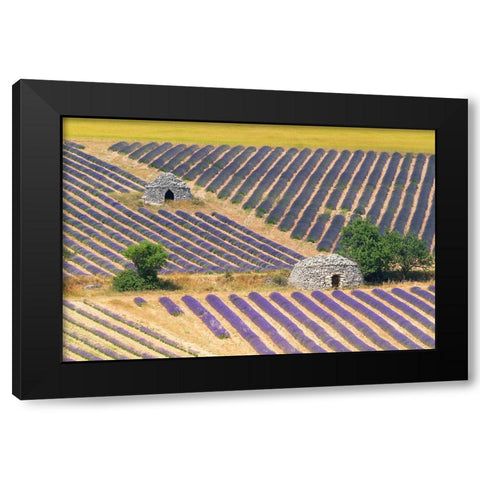 Europe-France-Provence-Lavender field and stone huts in Sault Plateau Black Modern Wood Framed Art Print with Double Matting by Jaynes Gallery