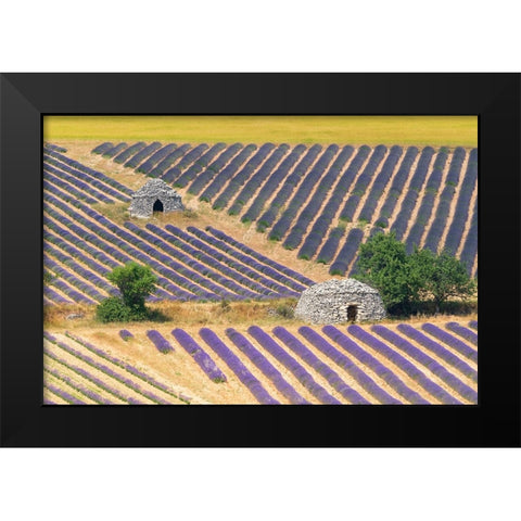 Europe-France-Provence-Lavender field and stone huts in Sault Plateau Black Modern Wood Framed Art Print by Jaynes Gallery
