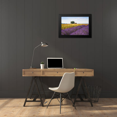 Europe-France-Provence-Valensole Plateau-Lavender and wheat crops with tree and house Black Modern Wood Framed Art Print by Jaynes Gallery