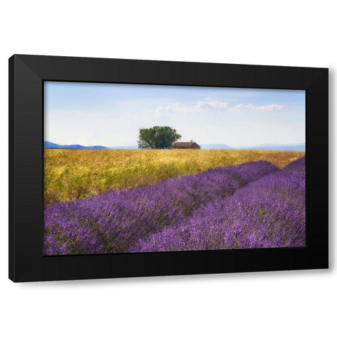 Europe-France-Provence-Valensole Plateau-Lavender and wheat crops with tree and house Black Modern Wood Framed Art Print with Double Matting by Jaynes Gallery