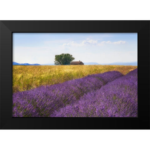 Europe-France-Provence-Valensole Plateau-Lavender and wheat crops with tree and house Black Modern Wood Framed Art Print by Jaynes Gallery
