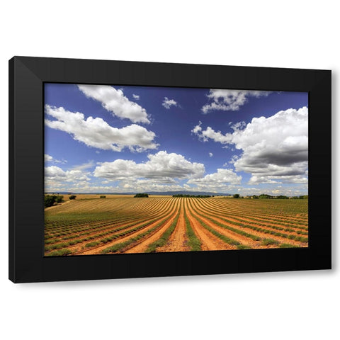 Europe-France-Provence-Valensole Plateau-Harvested lavender fields Black Modern Wood Framed Art Print with Double Matting by Jaynes Gallery