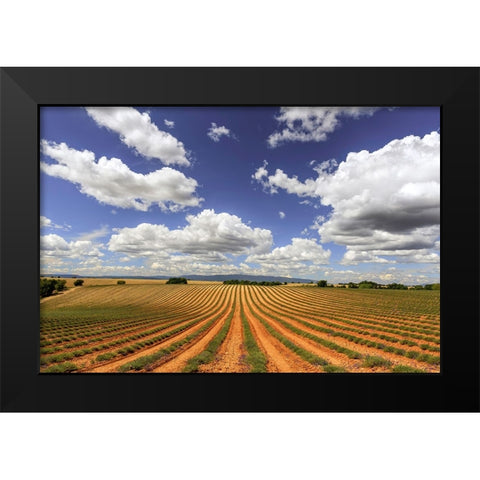 Europe-France-Provence-Valensole Plateau-Harvested lavender fields Black Modern Wood Framed Art Print by Jaynes Gallery