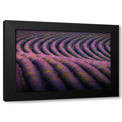 Europe-France-Provence-Valensole Plateau-Rows of ripe lavender Black Modern Wood Framed Art Print with Double Matting by Jaynes Gallery