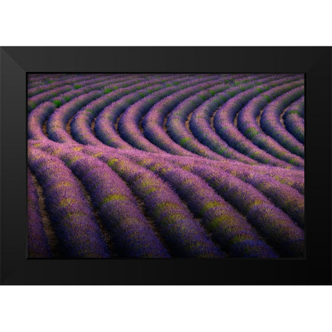 Europe-France-Provence-Valensole Plateau-Rows of ripe lavender Black Modern Wood Framed Art Print by Jaynes Gallery