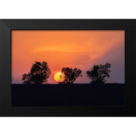 Europe-France-Provence-Sunset and tree silhouettes on Valensole Plateau Black Modern Wood Framed Art Print by Jaynes Gallery