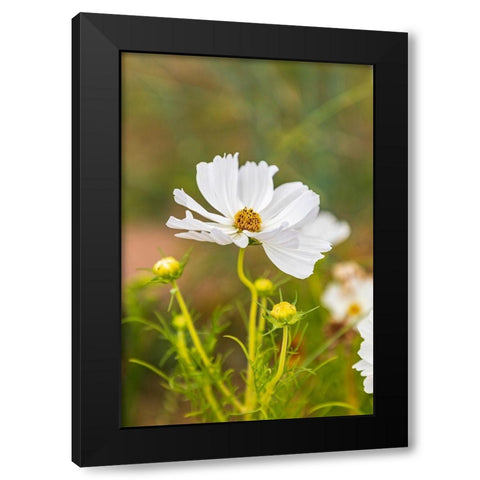 France-Haute-Vienne-Limoges Flowers in a garden in Limoges Black Modern Wood Framed Art Print by Wilson, Emily