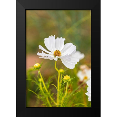 France-Haute-Vienne-Limoges Flowers in a garden in Limoges Black Modern Wood Framed Art Print by Wilson, Emily