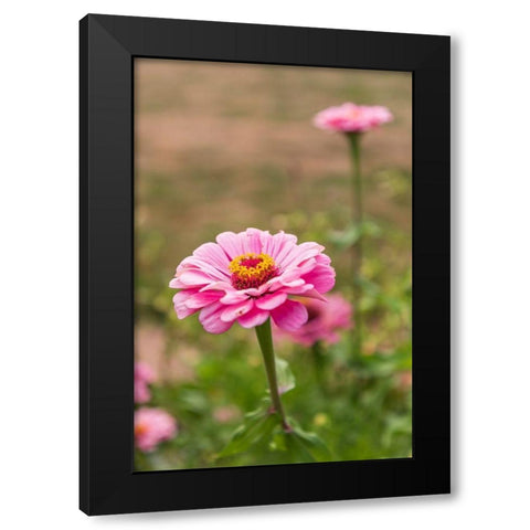 France-Haute-Vienne-Limoges Flowers in a garden in Limoges Black Modern Wood Framed Art Print by Wilson, Emily