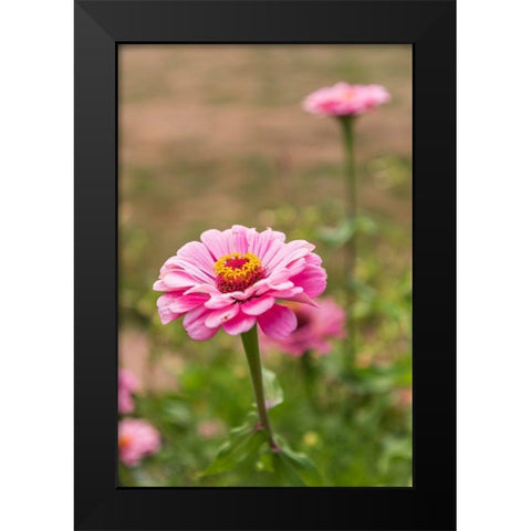 France-Haute-Vienne-Limoges Flowers in a garden in Limoges Black Modern Wood Framed Art Print by Wilson, Emily