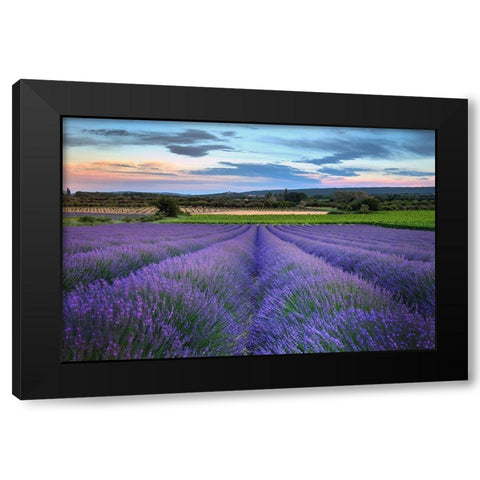 France-Provence-Salt-lavender field in full bloom Black Modern Wood Framed Art Print with Double Matting by Steve Mohlenkamp