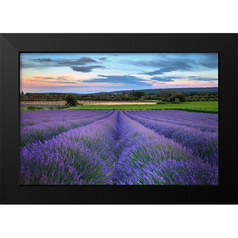 France-Provence-Salt-lavender field in full bloom Black Modern Wood Framed Art Print by Steve Mohlenkamp