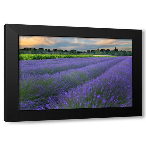France-Provence-Salt-Lavender field at sunrise Black Modern Wood Framed Art Print with Double Matting by Steve Mohlenkamp