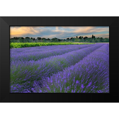 France-Provence-Salt-Lavender field at sunrise Black Modern Wood Framed Art Print by Steve Mohlenkamp