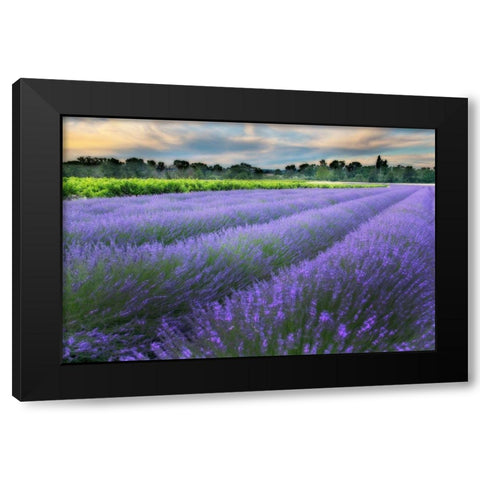 Lavender bloom near Sault in the south of France Black Modern Wood Framed Art Print by Steve Mohlenkamp