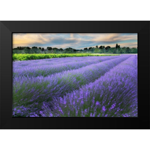 Lavender bloom near Sault in the south of France Black Modern Wood Framed Art Print by Steve Mohlenkamp