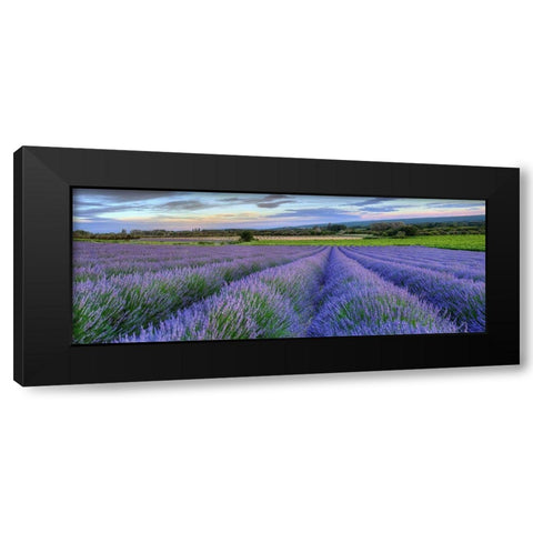 Lavender bloom near Sault in the south of France panoramic Black Modern Wood Framed Art Print by Steve Mohlenkamp