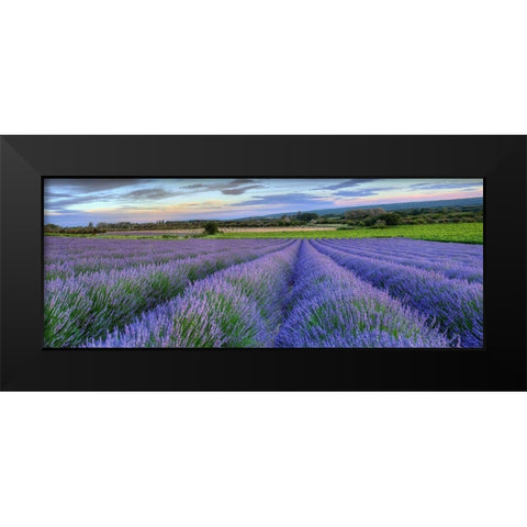 Lavender bloom near Sault in the south of France panoramic Black Modern Wood Framed Art Print by Steve Mohlenkamp