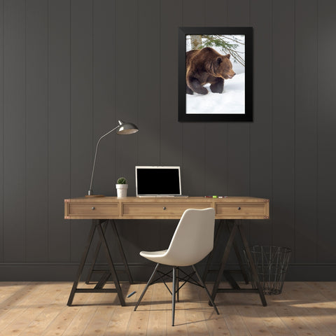 Eurasian brown bear in deep snow-During winter in National Park Bavarian Forest Germany-Bavaria Black Modern Wood Framed Art Print by Zwick, Martin
