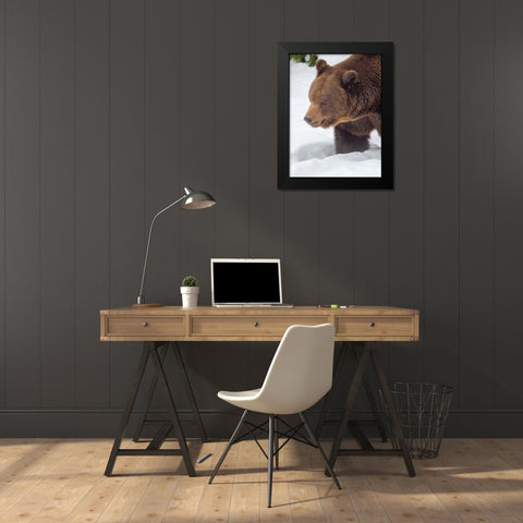 Eurasian brown bear in deep snow-During winter in National Park Bavarian Forest Germany-Bavaria Black Modern Wood Framed Art Print by Zwick, Martin