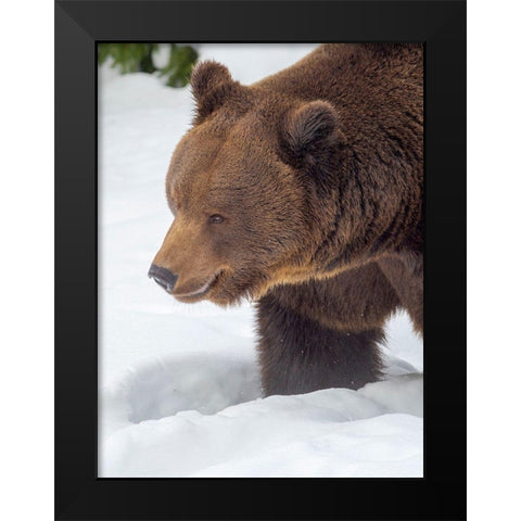 Eurasian brown bear in deep snow-During winter in National Park Bavarian Forest Germany-Bavaria Black Modern Wood Framed Art Print by Zwick, Martin