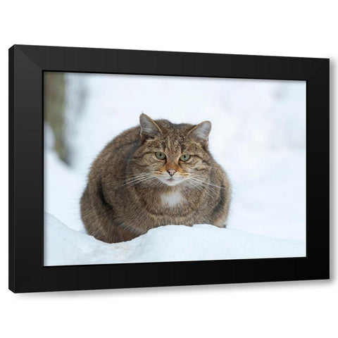 European wildcat during winter in deep snow in National Park Bavarian Forest Germany-Bavaria Black Modern Wood Framed Art Print with Double Matting by Zwick, Martin