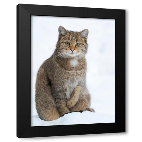 European wildcat during winter in deep snow in National Park Bavarian Forest Germany-Bavaria Black Modern Wood Framed Art Print by Zwick, Martin