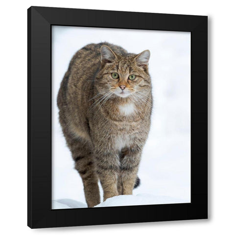 European wildcat during winter in deep snow in National Park Bavarian Forest Germany-Bavaria Black Modern Wood Framed Art Print with Double Matting by Zwick, Martin