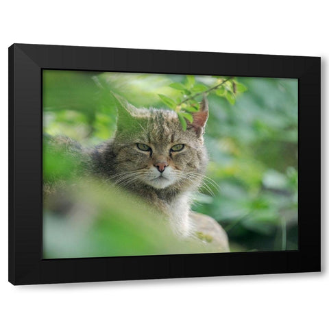 European wildcat in Wildkatzendorf Huetscheroda (wildcat village)-Hainich-Thuringia-Germany Black Modern Wood Framed Art Print by Zwick, Martin