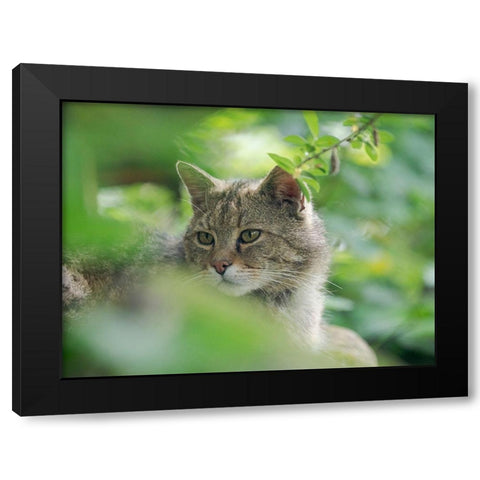 European wildcat in Wildkatzendorf Huetscheroda (wildcat village)-Hainich-Thuringia-Germany Black Modern Wood Framed Art Print by Zwick, Martin