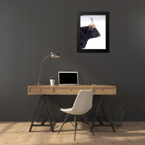 Heck Cattle -an attempt to breed back the extinct Aurochs from domestic cattle Germany-Bavaria Black Modern Wood Framed Art Print by Zwick, Martin