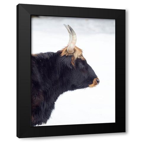 Heck Cattle -an attempt to breed back the extinct Aurochs from domestic cattle Germany-Bavaria Black Modern Wood Framed Art Print by Zwick, Martin