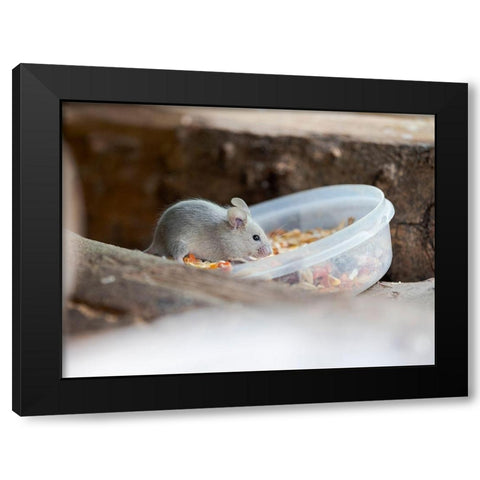House mouse in Wildkatzendorf Huetscheroda (wildcat village)-Hainich-Thuringia-Germany Black Modern Wood Framed Art Print by Zwick, Martin